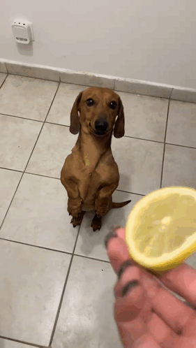 Lemon Catch Wiener Dog GIF