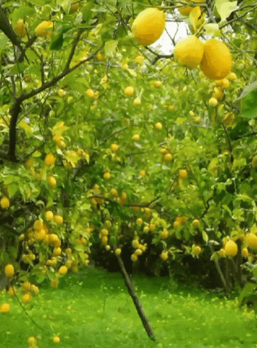 Lemon Face Boo GIF