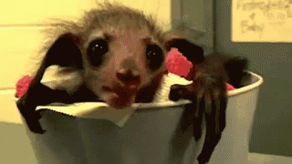 Lemur Aye Aye Big Eyes GIF