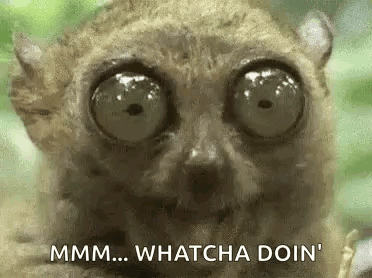 Lemur Close Up Saying Whatcha Doin