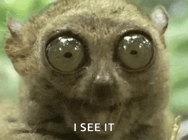 Lemur Eyes Saying I See It