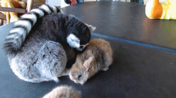 Lemur Hugging Bunny GIF