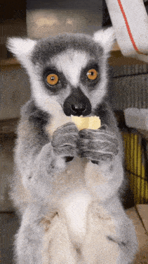 Lemur Lemur Eating Gif GIF