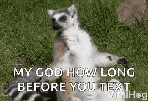 Lemur Lying On Back In Grass My God How Long Before You Text GIF