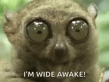 Lemur With Big Eyes and Wide Awake Text