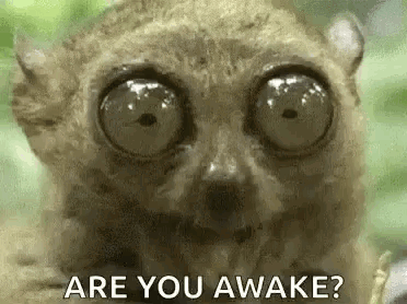 Lemur With Big Eyes Asking Are You Awake