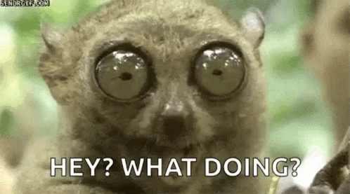 Lemur with Big Eyes Saying Hey What Doing