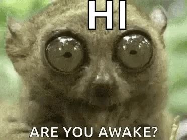 Lemur With Big Eyes Saying Hi