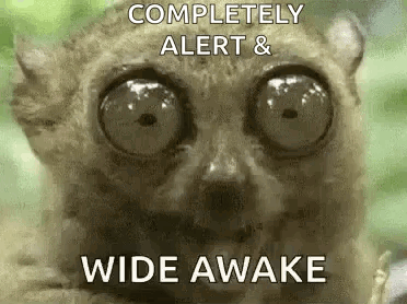 Lemur With Big Eyes Wide Awake