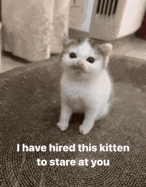 Lenny Confetti Hired Kitten Gif GIF