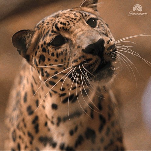 Leopard Face Close Up