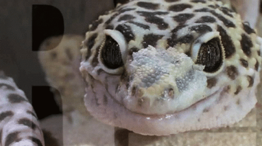 Leopard Gecko Lizard Licking Own Eye GIF