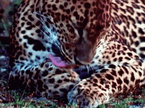 Leopard Lick Gif GIF