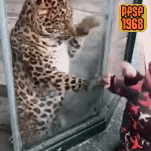 Leopard Standing On Hind Legs GIF