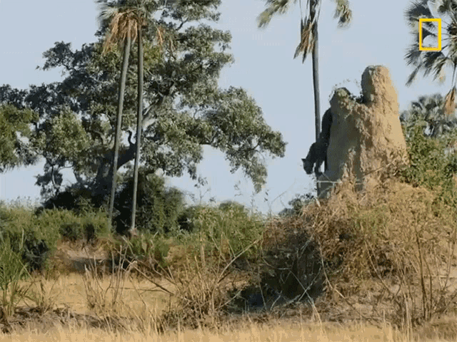 Leopard Walking National Geographic Gif GIF