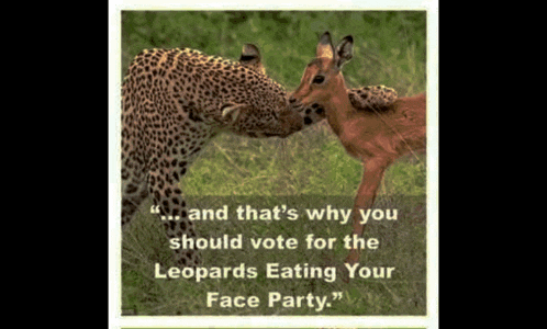 Leopards Eating Gif GIF