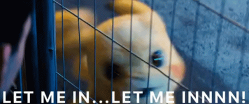 Let Me In Pikachu Pokemon Meme GIF