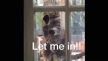 Let Me In Trapped GIF