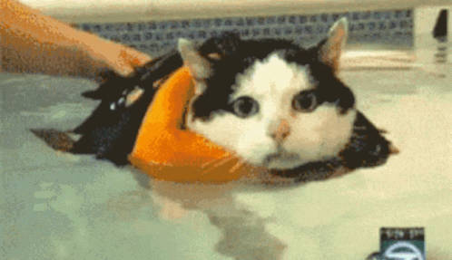 Let's Go Swim Cat GIF