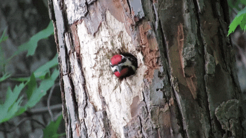 Let's Go Woody Woodpecker Laugh GIF