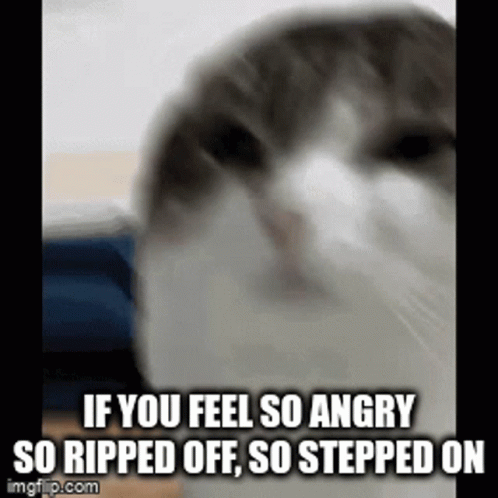 Let The Hate Flow Through You Cute Cat GIF