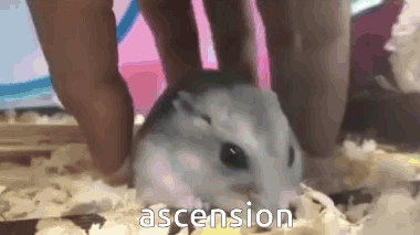 Levitating And Flying Hampter GIF