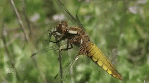 Libelula Dragonfly GIF