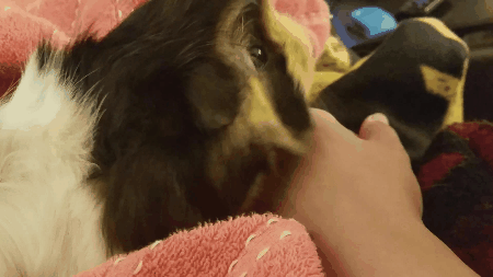 Lick Hand Guinea Pig GIF