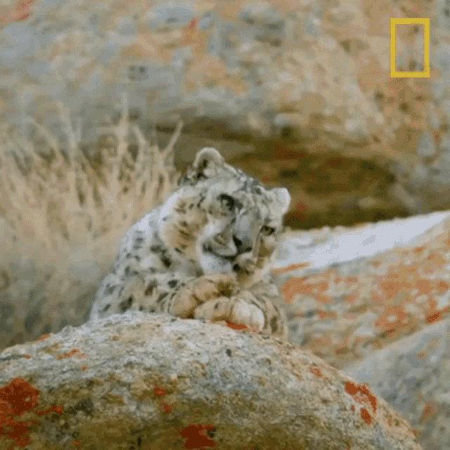 Lick Paws Wild Cats Of India Gif GIF