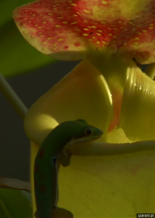 Lick Water Plant Gecko GIF