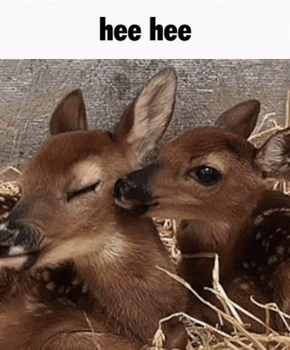 Licking Deer Hee Hee GIF