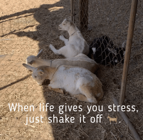 Life Stress Shake It Off GIF