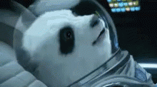 Lift Off Panda In Rocket GIF