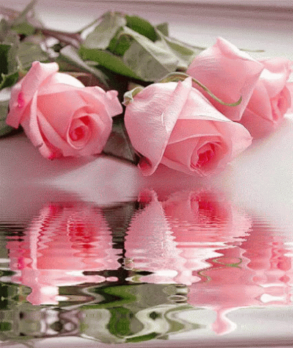 Light Pink Roses GIF