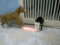 Lightsaber Cat Fighting Dog GIF