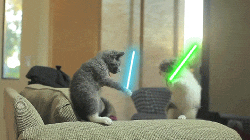 Lightsaber Cats Fighter GIF