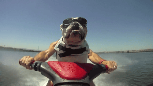 Like A Boss Bulldog GIF