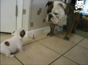 Like A Boss Puppy GIF