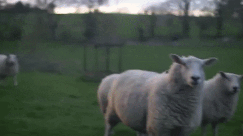Lil Peep With Sheep GIF