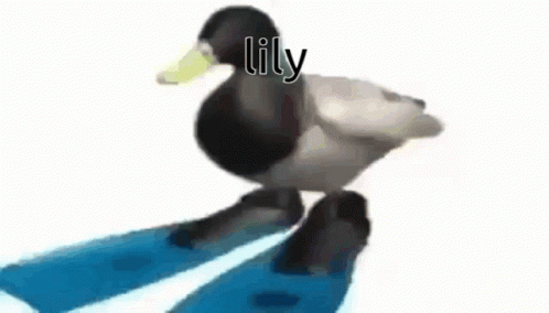 Lily Duck Spinning GIF