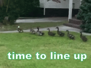 Line Up Ducks Animals Meme GIF