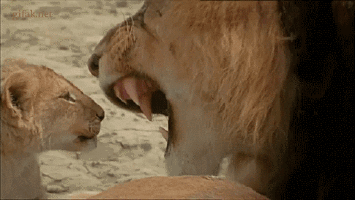 Lion Accepts Her Fate GIF