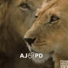 Lion And Lioness Face Each Other Aj Pd GIF