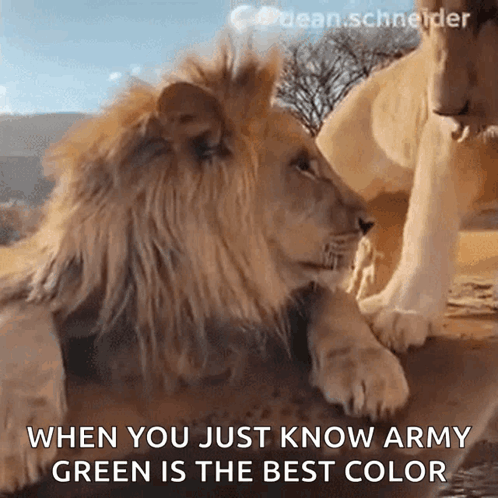 Lion and Lioness Looking at Each Other When You Just Know Army Green Is the Best Color