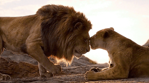 Lion and Lioness Touching Noses