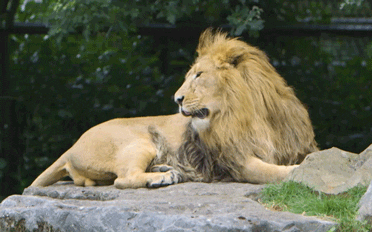 Lion Bored Yawning GIF