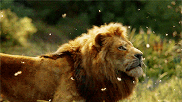 Lion Catching Butterflies GIF