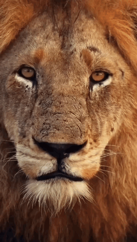 Lion Close Up Looking at Camera