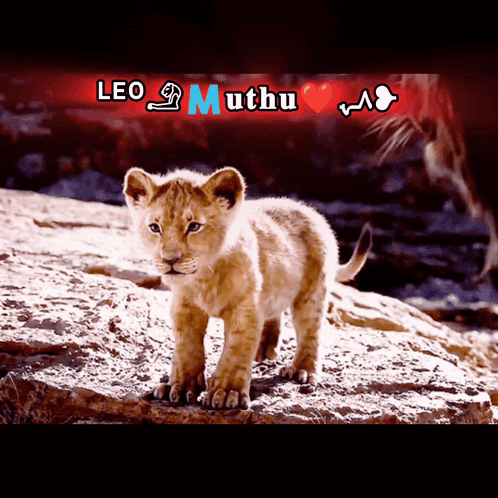 Lion Cub Leo Muthu GIF