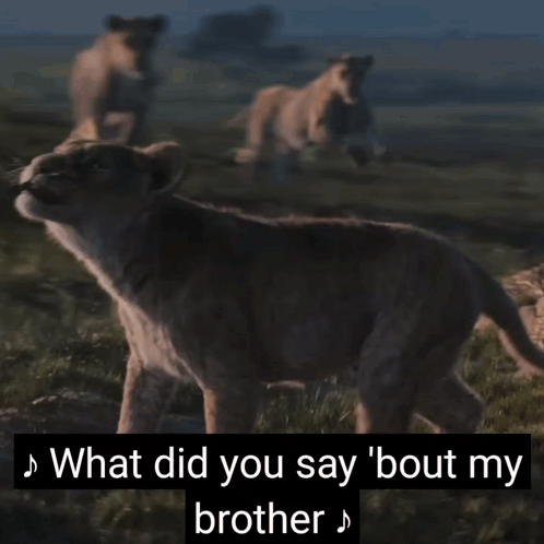 Lion Cub Walking in Field Says That's Not a Stray That's My Brother